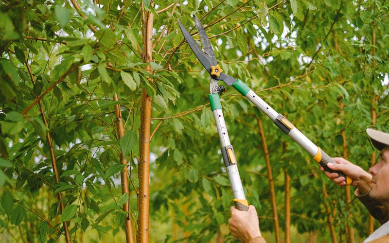 Tree trimming in Scottsburg, NY